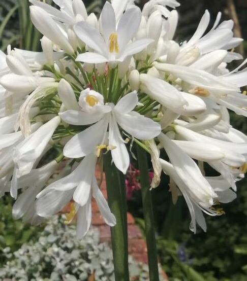 Agapanthus preaecox Large White