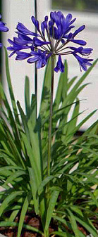 Agapanthus Nana Blue