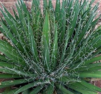Agave Fillifera