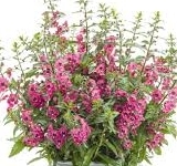 Angelonia Serenity